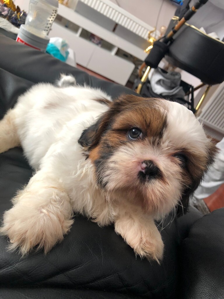 shih tzu for sale gumtree